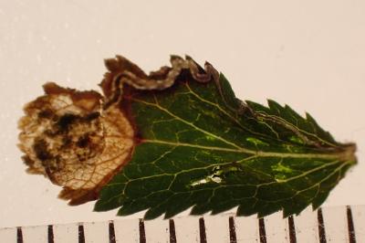 Stigmella plagicolella