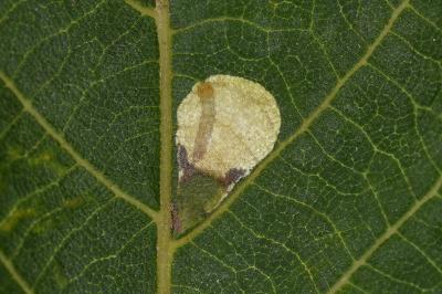Coptodisca juglandiella