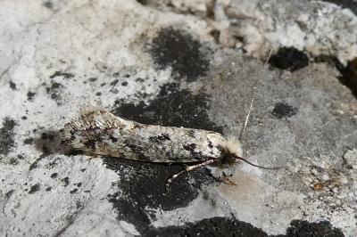 Nemapogon agenjoi