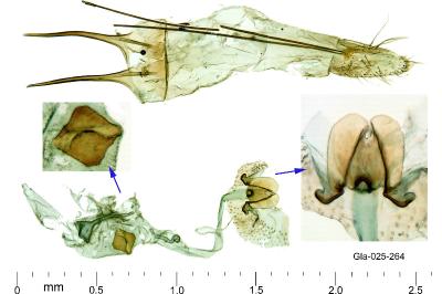 Pseudotelphusa occidentella