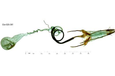 Coleophora ornatipennella