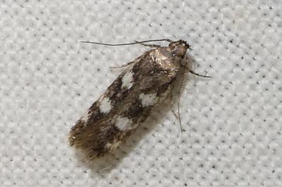Gelechia dujardini