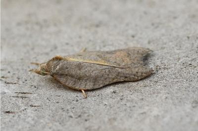 Acleris emargana