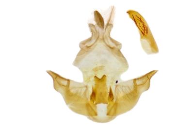 Depressaria ululana