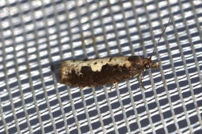 Epinotia caprana