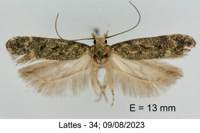 Scrobipalpa