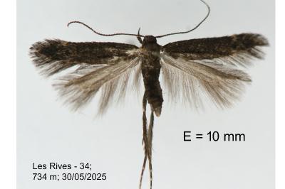 Monochroa inflexella