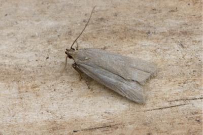 Acompsia cinerella
