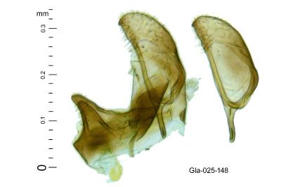 Bucculatrix ulmella