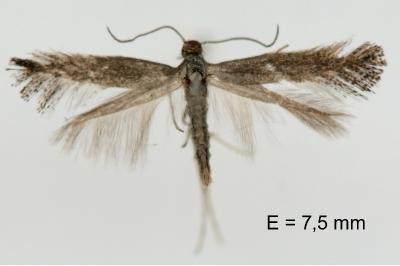 Tinagma ocnerostomella