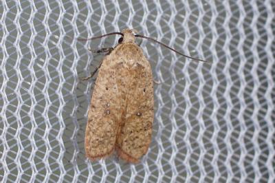 Agonopterix irrorata