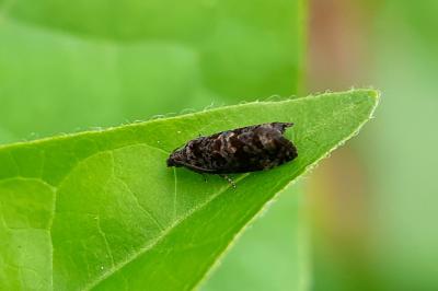 Endothenia ustulana