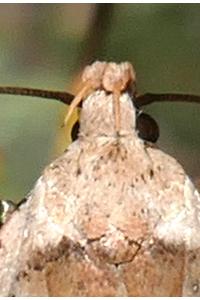 Agonopterix cervariella