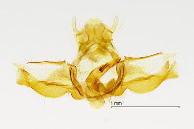 Acleris rhombana