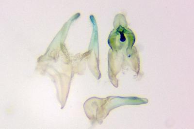 Megacraspedus quadristictus