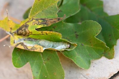Dasystoma salicella