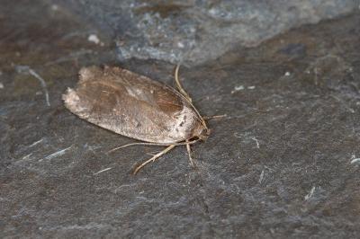 Agonopterix cnicella