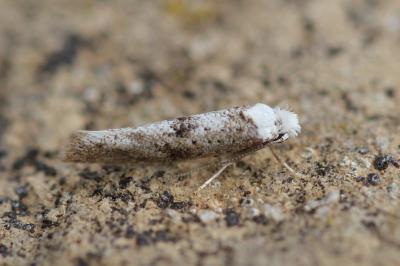 Paraswammerdamia albicapitella