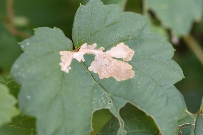 Cosmopterix zieglerella