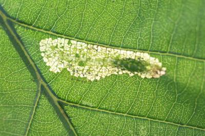 Phyllonorycter rajella
