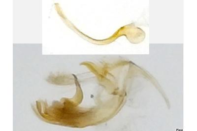 Bryotropha basaltinella