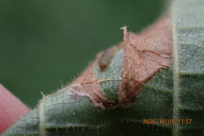 Phyllonorycter nicellii
