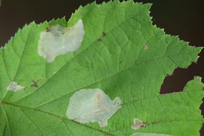 Phyllonorycter coryli