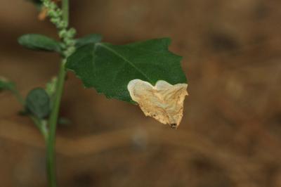Chrysoesthia sexguttella