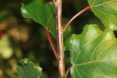 Phyllocnistis extrematrix