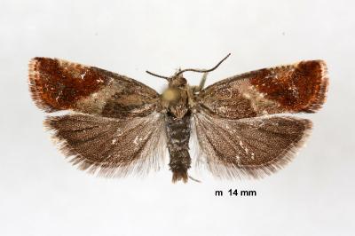Epinotia cruciana