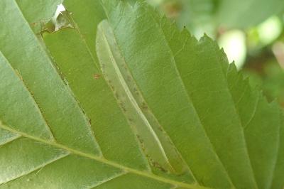 Phyllonorycter tenerella