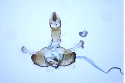 Coleophora zelleriella