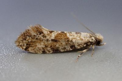 Nemaxera betulinella