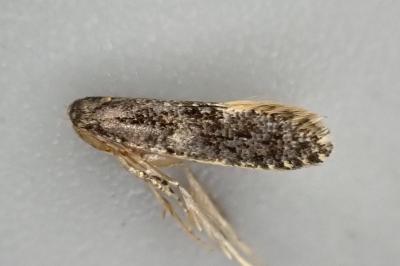 Monopis weaverella