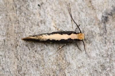 Monopis crocicapitella