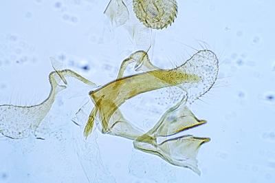 Coleophora coracipennella