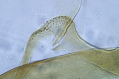 Coleophora coracipennella