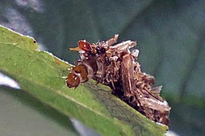 Dahlica triquetrella
