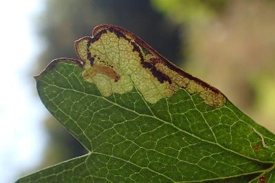 Stigmella regiella