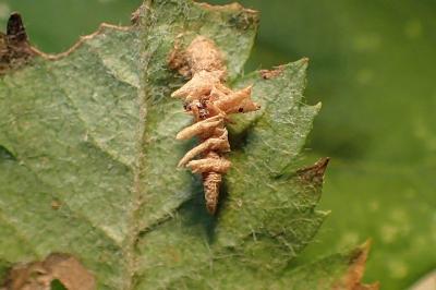 Coleophora violacea