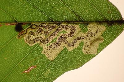 Stigmella hemargyrella