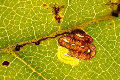 Stigmella viscerella