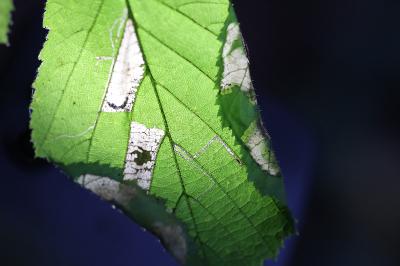 Parornix devoniella