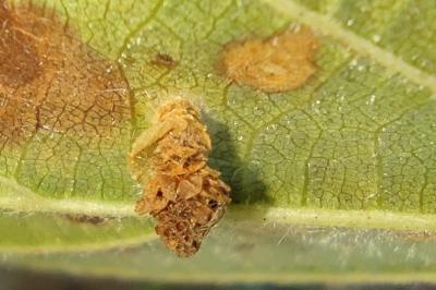 Coleophora fuscocuprella