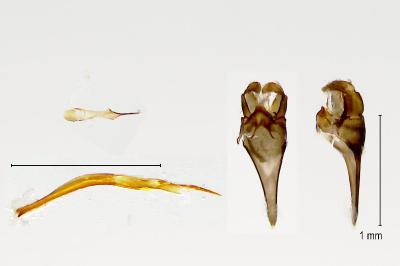 Lampronia morosa