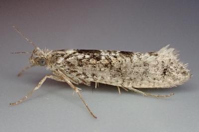 Ypsolopha vittella