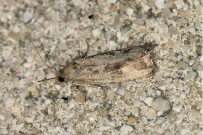Endothenia quadrimaculana