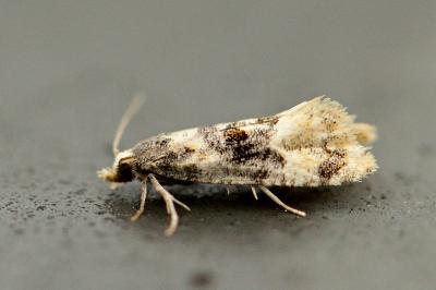 Cochylis nana