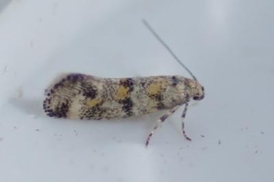 Chrysoesthia atriplicella