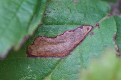 Ectoedemia erythrogenella